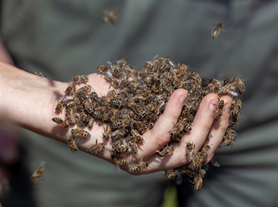 Schnupper-Vortrag Bienen - Foto: Markus Bollen