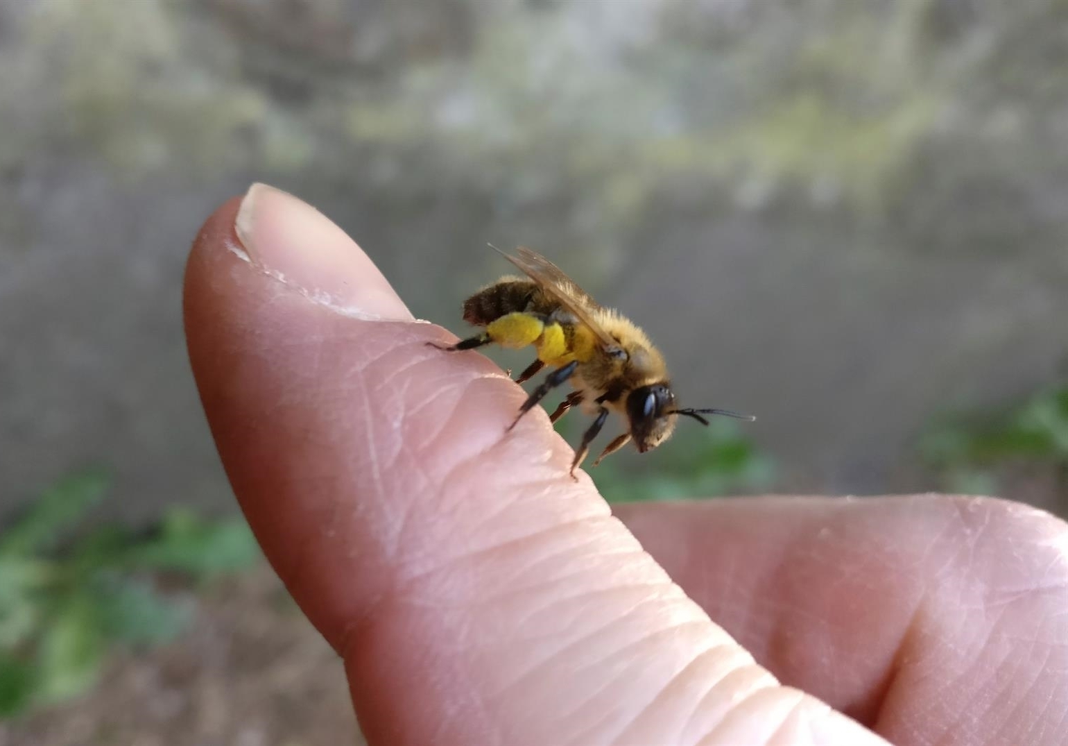 Schnupper-Vortrag Bienen - Foto: Markus Bollen
